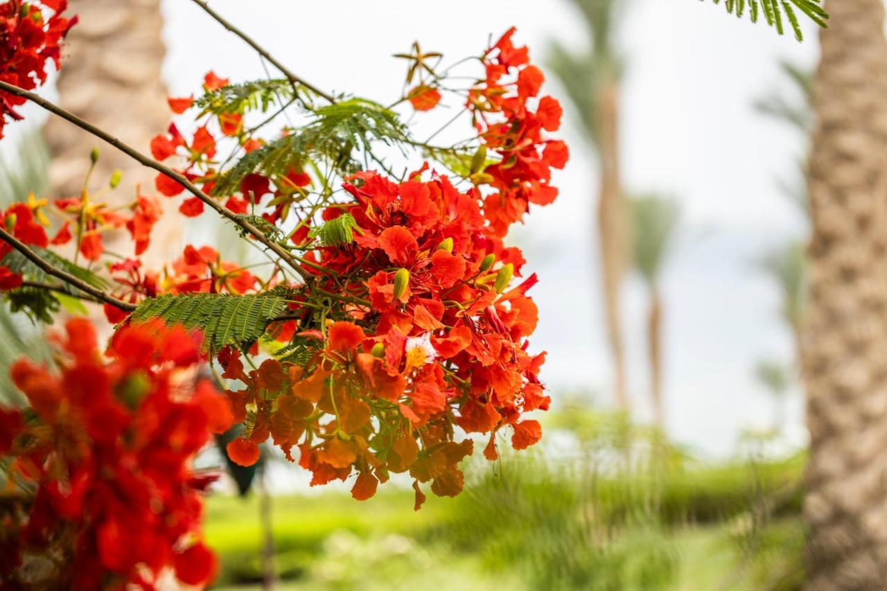 Four Seasons Resort Sharm El Sheikh Private Residential Villa & Chalet - Egypt Eksteriør billede